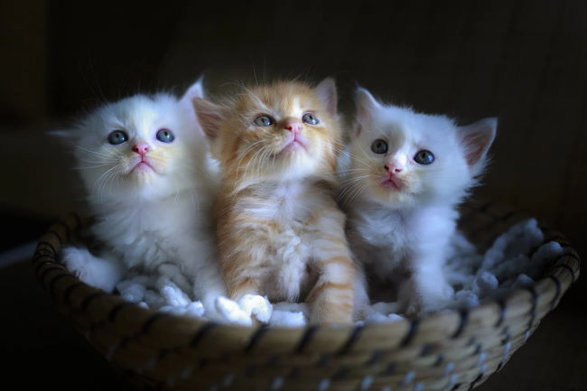 Three kittens